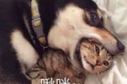 二哈吃瓜娱乐圈小说,娱乐圈的欢乐盛宴